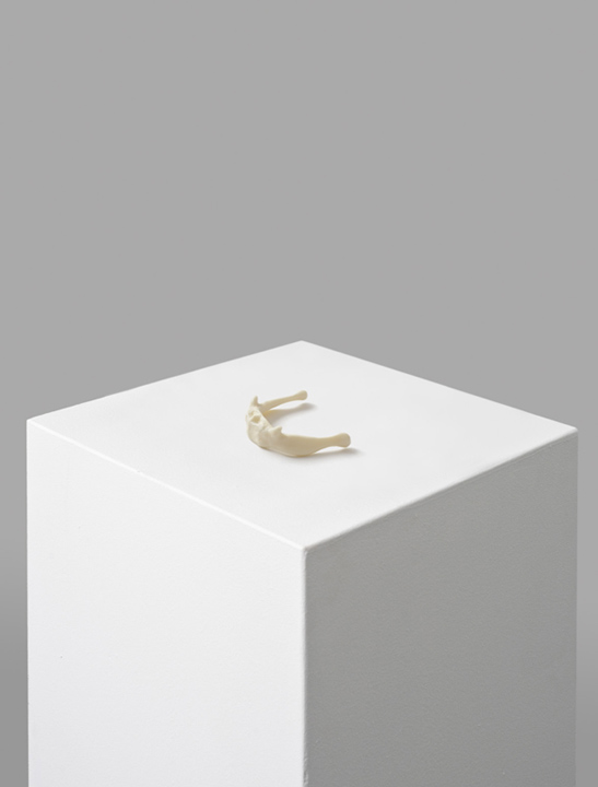 Freedom of Speech / Das Zungenbein